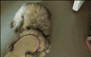gatinho fofo