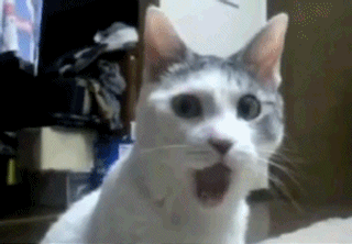 gatinho comemorando
