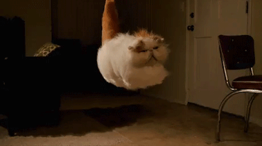 gatinho apaixonado